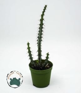 Euphorbia Aeruginosa -Minyatür Saguaro Kaktüsü-Mini Sarı Çiçek Açar 5,5cm Saksıda