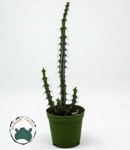 Euphorbia Aeruginosa -Minyatür Saguaro Kaktüsü-Mini Sarı Çiçek Açar 5,5cm Saksıda