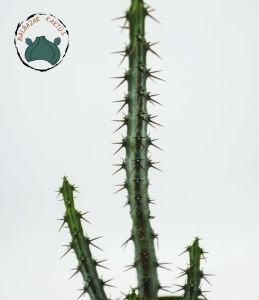Euphorbia Aeruginosa -Minyatür Saguaro Kaktüsü-Mini Sarı Çiçek Açar 5,5cm Saksıda