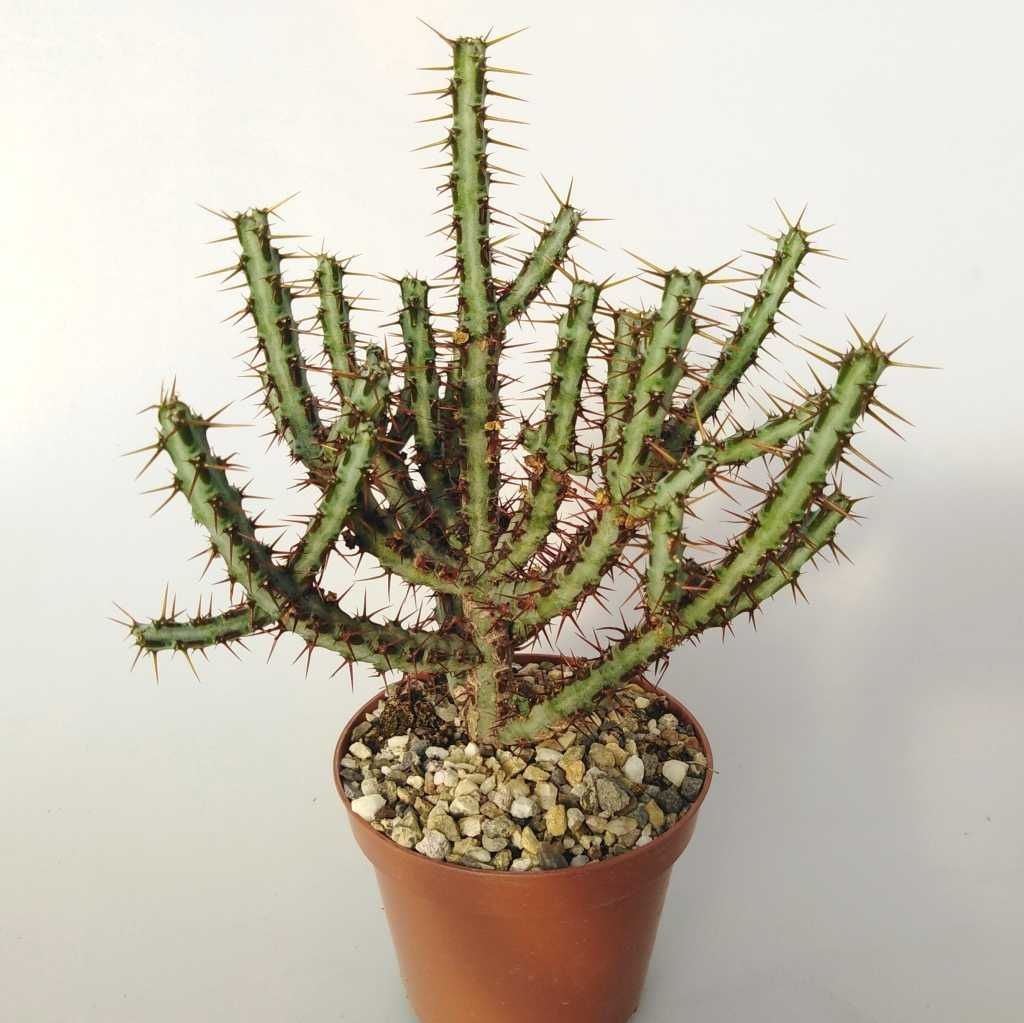 Euphorbia Aeruginosa -Minyatür Saguaro Kaktüsü-Mini Sarı Çiçek Açar 5,5cm Saksıda