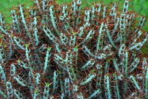 Euphorbia Aeruginosa -Minyatür Saguaro Kaktüsü-Mini Sarı Çiçek Açar 5,5cm Saksıda