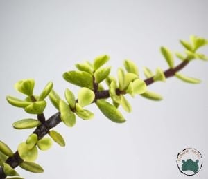 Jade Portulacaria Afra Variegata Sukulent - Cüce Yeşim Ağacı 8,5cm Saksıda