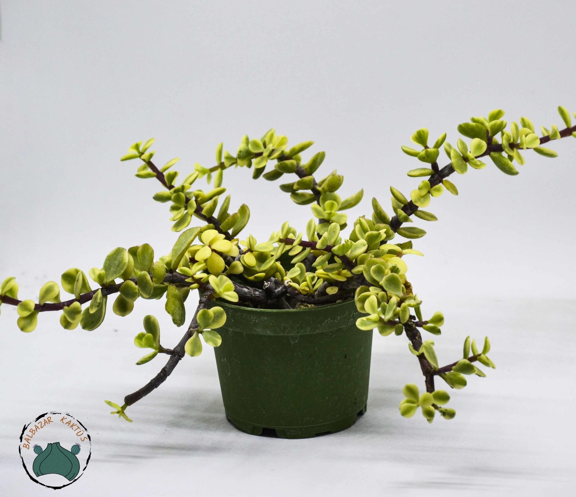 Jade Portulacaria Afra Variegata Sukulent - Cüce Yeşim Ağacı 8,5cm Saksıda