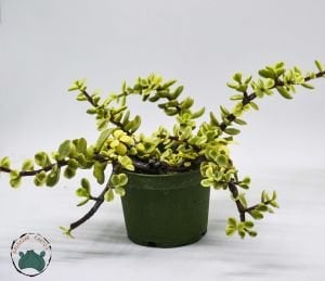 Jade Portulacaria Afra Variegata Sukulent - Cüce Yeşim Ağacı 8,5cm Saksıda