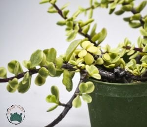 Jade Portulacaria Afra Variegata Sukulent - Cüce Yeşim Ağacı 8,5cm Saksıda