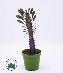 Euphorbia Trigona Royal Red Sütleğen Ağacı 5.5cm Saksıda