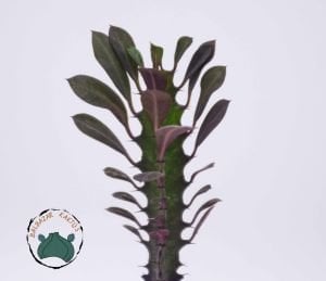 Euphorbia Trigona Royal Red Sütleğen Ağacı 5.5cm Saksıda