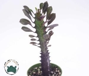 Euphorbia Trigona Royal Red Sütleğen Ağacı 5.5cm Saksıda