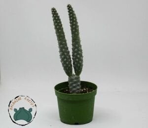 Tephrocactus Articulatus İnermis Kaktüs 8.5CM Saksıda