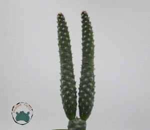 Tephrocactus Articulatus İnermis Kaktüs 8.5CM Saksıda