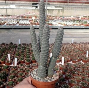 Tephrocactus Articulatus İnermis Kaktüs 8.5CM Saksıda