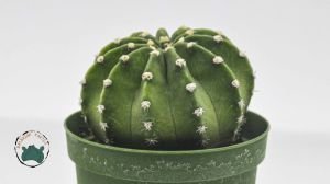 Echinopsis Subdenudata Kaktüs 8.5 CM Saksıda