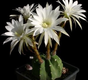 Echinopsis Subdenudata Kaktüs 8.5 CM Saksıda