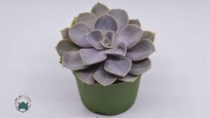 Echeveria Perle Von Nurnberg Sukulent - Güneşte Pembe Tonları Artar 8.5CM Saksıda