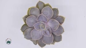 Echeveria Perle Von Nurnberg Sukulent - Güneşte Pembe Tonları Artar 8.5CM Saksıda