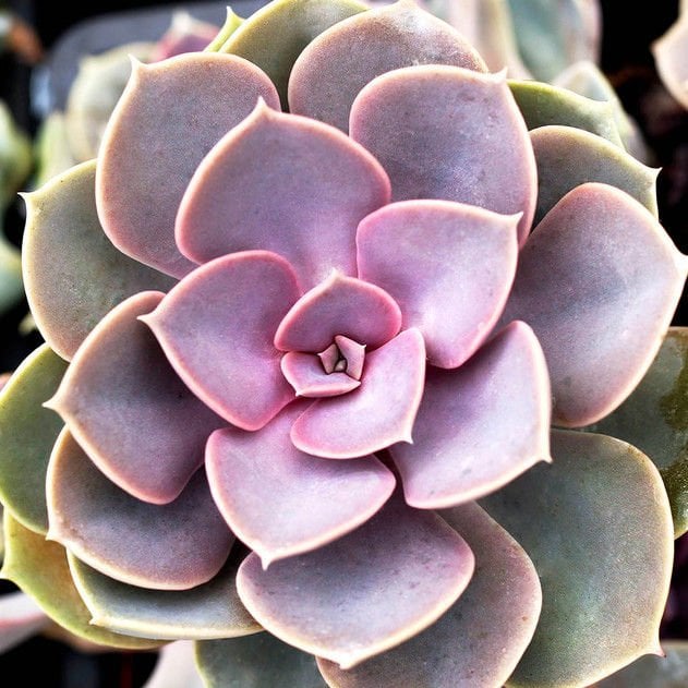 Echeveria Perle Von Nurnberg Sukulent - Güneşte Pembe Tonları Artar 8.5CM Saksıda