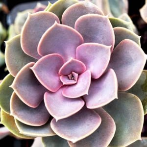 Echeveria Perle Von Nurnberg Sukulent - Güneşte Pembe Tonları Artar 8.5CM Saksıda