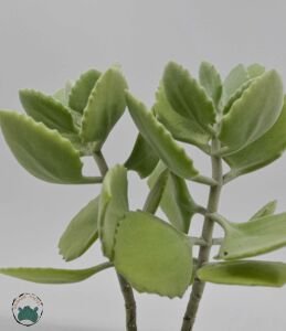 Kalanchoe Millotii Sukulent Gri Beyaz Renklerinde Tüylü Yapraklı Sukulent 8.5 CM Saksıda