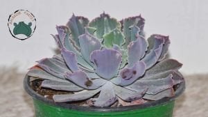 Echeveria Shaviana Peregrina Lahana Sukulent Pembe Uçlu 12cm Saksıda