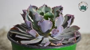 Echeveria Shaviana Peregrina Lahana Sukulent Pembe Uçlu 12cm Saksıda