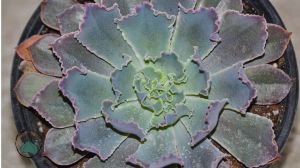 Echeveria Shaviana Peregrina Lahana Sukulent Pembe Uçlu 12cm Saksıda