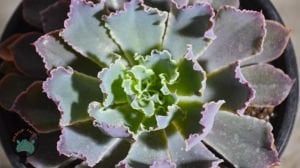 Echeveria Shaviana Peregrina Lahana Sukulent Pembe Uçlu 12cm Saksıda