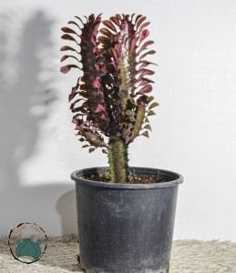 Euphorbia Trigona Royal Red Doğal Kırmızı Süt Kaktüs 22CM Saksıda Büyük Boy