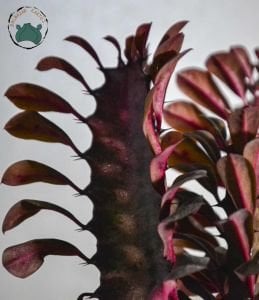 Euphorbia Trigona Royal Red Doğal Kırmızı Süt Kaktüs 22CM Saksıda Büyük Boy