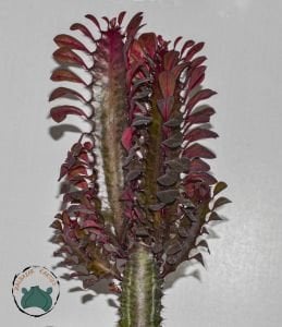 Euphorbia Trigona Royal Red Doğal Kırmızı Süt Kaktüs 22CM Saksıda Büyük Boy