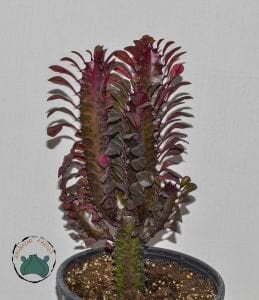 Euphorbia Trigona Royal Red Doğal Kırmızı Süt Kaktüs 22CM Saksıda Büyük Boy