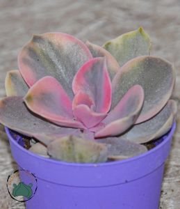 Echeveria Rainbow Gökkuşağı Sukulent Doğal Pembe Mor Krem Renkli