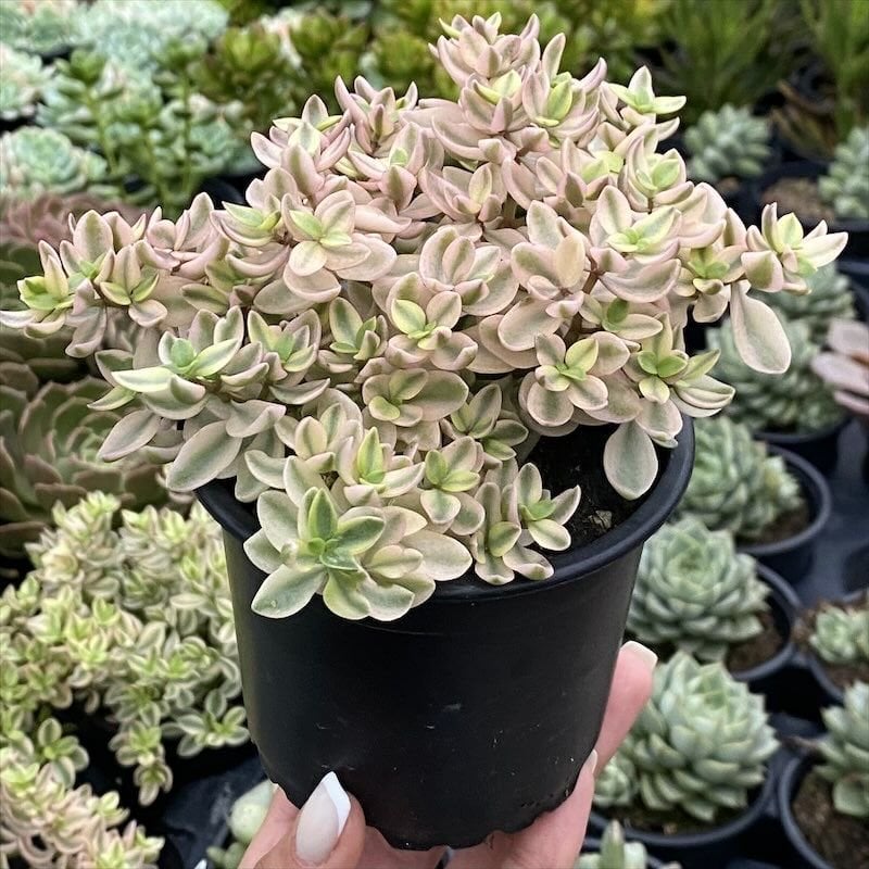 Crassula Volkensii Variegata Sarı Açık Renkli Sukulent 5.5CM Saksıda