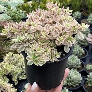 Crassula Volkensii Variegata Sarı Açık Renkli Sukulent 5.5CM Saksıda