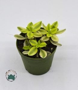 Crassula Volkensii Variegata Sarı Açık Renkli Sukulent 5.5CM Saksıda