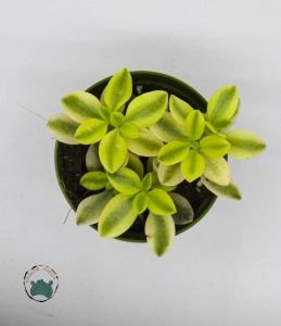 Crassula Volkensii Variegata Sarı Açık Renkli Sukulent 5.5CM Saksıda