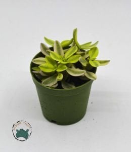 Crassula Volkensii Variegata Sarı Açık Renkli Sukulent 5.5CM Saksıda