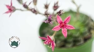 Graptopetalum Bellum Tacitus Pembe Çiçek Açan Nadir Tür Sukulent 8,5CM Saksı