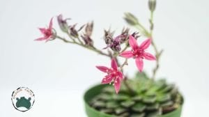 Graptopetalum Bellum Tacitus Pembe Çiçek Açan Nadir Tür Sukulent 8,5CM Saksı