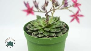 Graptopetalum Bellum Tacitus Pembe Çiçek Açan Nadir Tür Sukulent 8,5CM Saksı
