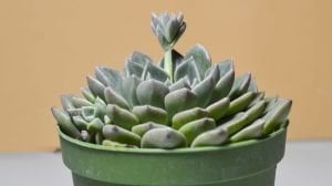 Graptopetalum Bellum Tacitus Pembe Çiçek Açan Nadir Tür Sukulent 8,5CM Saksı