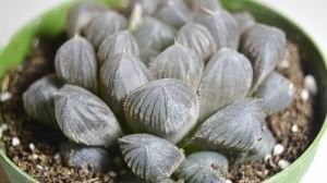 Haworthia Cooperi Sukulent - Jel Haworthia Sukulent 8,5CM Saksıda