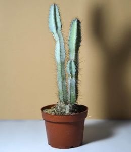 Cereus Forbesii Peruvianus (+20cm)Mavi Sütun Kaktüs 3 Köklü (10.5cmlik saksıda)