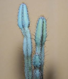Cereus Forbesii Peruvianus (+20cm)Mavi Sütun Kaktüs 3 Köklü (10.5cmlik saksıda)