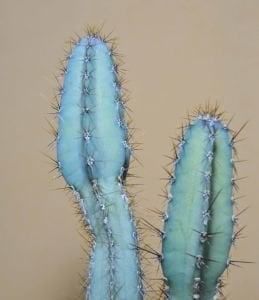 Cereus Forbesii Peruvianus (+20cm)Mavi Sütun Kaktüs 3 Köklü (10.5cmlik saksıda)