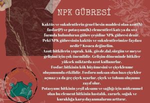 Kaktüs ve Sukulentler için Üretilmiş Akıllı NPK Gübresi