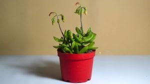 Cotyledon Elisae Sukulent Kırmızı Çan Çiçekli 8.5CM Saksıda