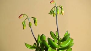 Cotyledon Elisae Sukulent Kırmızı Çan Çiçekli 8.5CM Saksıda