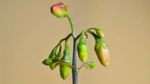 Cotyledon Elisae Sukulent Kırmızı Çan Çiçekli 8.5CM Saksıda