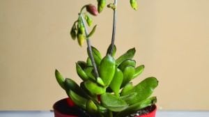 Cotyledon Elisae Sukulent Kırmızı Çan Çiçekli 8.5CM Saksıda