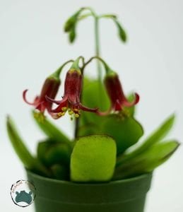 Cotyledon Elisae Sukulent Kırmızı Çan Çiçekli 8.5CM Saksıda